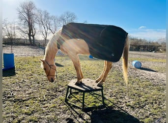 Ungarisches Sportpferd, Wallach, 7 Jahre, 170 cm, Palomino