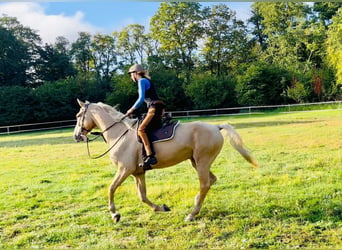 Ungarisches Sportpferd, Wallach, 7 Jahre, 170 cm, Palomino