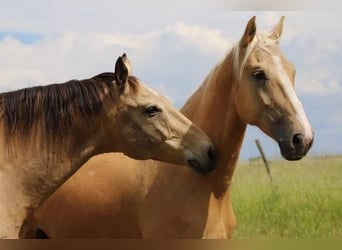 Ungarisches Sportpferd, Wallach, 7 Jahre, 170 cm, Palomino