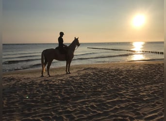 Ungarisches Sportpferd, Wallach, 7 Jahre, 170 cm, Palomino