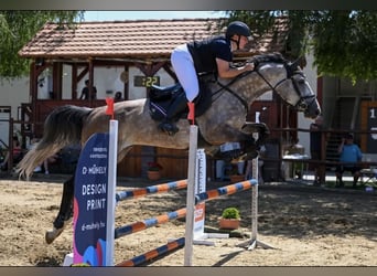 Ungarisches Sportpferd, Wallach, 7 Jahre, 174 cm, Schimmel