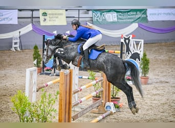 Ungarisches Sportpferd, Wallach, 7 Jahre, 175 cm, Schimmel