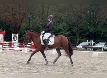 Ungarisches Sportpferd, Wallach, 8 Jahre, 139 cm, Brauner