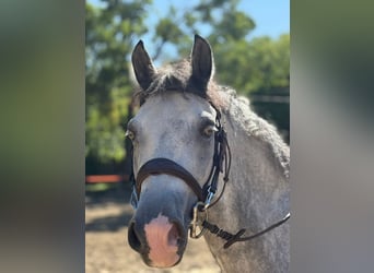 Ungarisches Sportpferd, Wallach, 8 Jahre, 139 cm, Schimmel