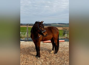 Ungarisches Sportpferd, Wallach, 8 Jahre, 148 cm, Brauner