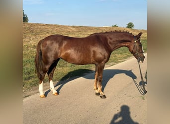 Ungarisches Sportpferd Mix, Wallach, 8 Jahre, 148 cm, Dunkelfuchs