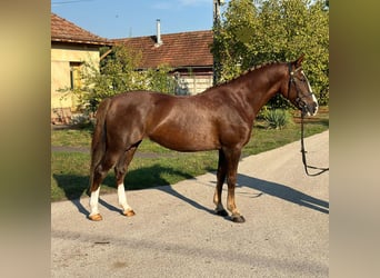 Ungarisches Sportpferd Mix, Wallach, 8 Jahre, 148 cm, Dunkelfuchs