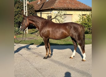 Ungarisches Sportpferd Mix, Wallach, 8 Jahre, 148 cm, Dunkelfuchs