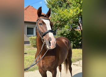 Ungarisches Sportpferd Mix, Wallach, 8 Jahre, 148 cm, Dunkelfuchs