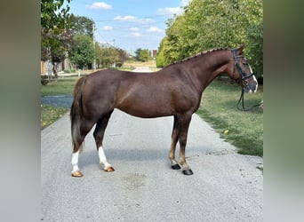 Ungarisches Sportpferd Mix, Wallach, 8 Jahre, 148 cm, Dunkelfuchs