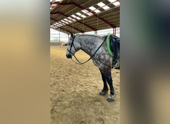 Ungarisches Sportpferd, Wallach, 8 Jahre, 155 cm, Fliegenschimmel