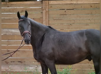 Ungarisches Sportpferd, Wallach, 8 Jahre, 155 cm, Rappe