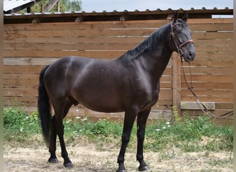 Ungarisches Sportpferd, Wallach, 8 Jahre, 155 cm, Rappe