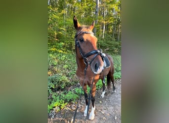 Ungarisches Sportpferd, Wallach, 8 Jahre, 157 cm, Brauner