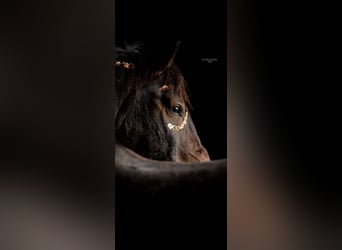 Ungarisches Sportpferd Mix, Wallach, 8 Jahre, 158 cm, Rotschimmel