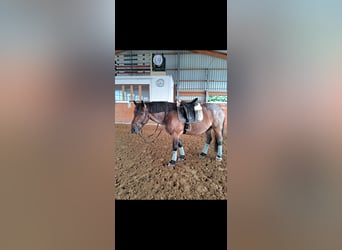 Ungarisches Sportpferd Mix, Wallach, 8 Jahre, 158 cm, Rotschimmel