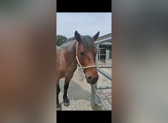 Ungarisches Sportpferd Mix, Wallach, 8 Jahre, 158 cm, Rotschimmel