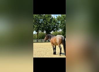 Ungarisches Sportpferd Mix, Wallach, 8 Jahre, 158 cm, Rotschimmel