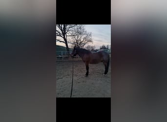 Ungarisches Sportpferd Mix, Wallach, 8 Jahre, 158 cm, Rotschimmel