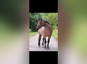 Ungarisches Sportpferd Mix, Wallach, 8 Jahre, 158 cm, Rotschimmel