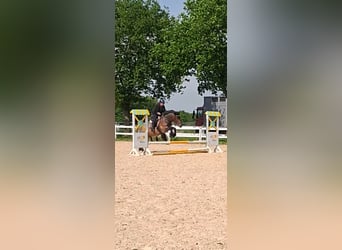 Ungarisches Sportpferd Mix, Wallach, 8 Jahre, 158 cm, Rotschimmel