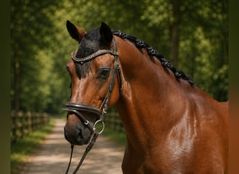 Ungarisches Sportpferd, Wallach, 8 Jahre, 160 cm, Brauner