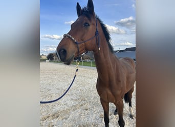 Ungarisches Sportpferd, Wallach, 8 Jahre, 160 cm, Brauner