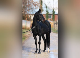 Ungarisches Sportpferd Mix, Wallach, 8 Jahre, 160 cm, Dunkelbrauner