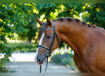 Ungarisches Sportpferd, Wallach, 8 Jahre, 160 cm, Dunkelfuchs