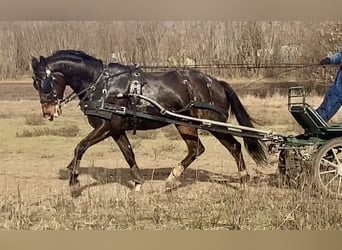 Ungarisches Sportpferd Mix, Wallach, 8 Jahre, 163 cm, Dunkelbrauner