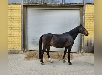 Ungarisches Sportpferd, Wallach, 8 Jahre, 163 cm, Dunkelbrauner