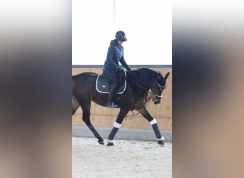 Ungarisches Sportpferd, Wallach, 8 Jahre, 164 cm, Brauner