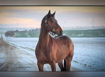 Ungarisches Sportpferd, Wallach, 8 Jahre, 164 cm, Brauner