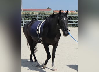 Ungarisches Sportpferd Mix, Wallach, 8 Jahre, 164 cm, Rappe
