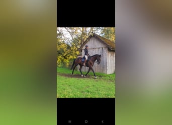 Ungarisches Sportpferd, Wallach, 8 Jahre, 165 cm, Rappe
