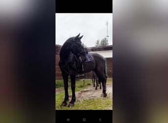Ungarisches Sportpferd, Wallach, 8 Jahre, 165 cm, Rappe