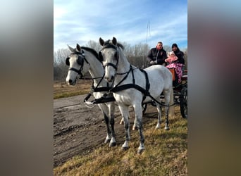 Ungarisches Sportpferd, Wallach, 8 Jahre, 165 cm, Schimmel