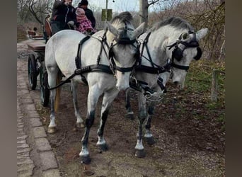 Ungarisches Sportpferd, Wallach, 8 Jahre, 165 cm, Schimmel