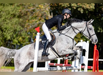 Ungarisches Sportpferd, Wallach, 8 Jahre, 165 cm, Schimmel