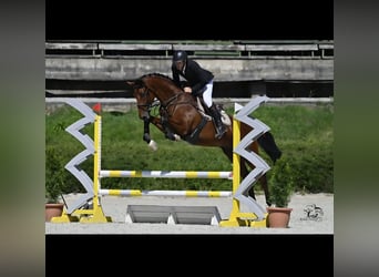 Ungarisches Sportpferd, Wallach, 8 Jahre, 167 cm, Brauner