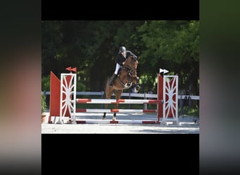 Ungarisches Sportpferd, Wallach, 8 Jahre, 167 cm, Brauner