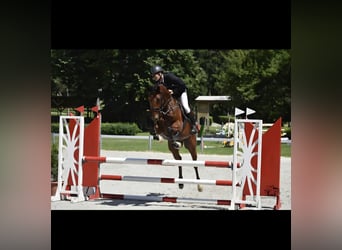 Ungarisches Sportpferd, Wallach, 8 Jahre, 167 cm, Brauner