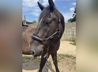 Ungarisches Sportpferd, Wallach, 8 Jahre, 167 cm, Schwarzbrauner