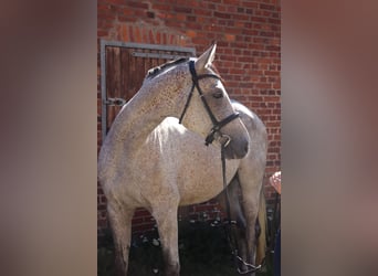 Ungarisches Sportpferd, Wallach, 8 Jahre, 168 cm