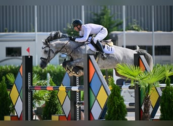 Ungarisches Sportpferd, Wallach, 8 Jahre, 168 cm, Schimmel