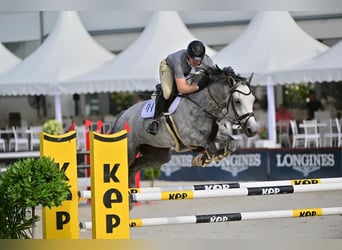 Ungarisches Sportpferd, Wallach, 8 Jahre, 168 cm, Schimmel