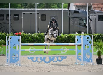 Ungarisches Sportpferd, Wallach, 8 Jahre, 168 cm, Schimmel