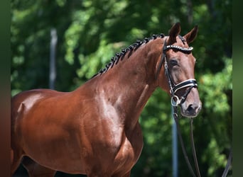 Ungarisches Sportpferd, Wallach, 8 Jahre, 170 cm, Brauner