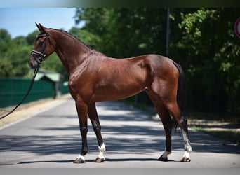 Ungarisches Sportpferd, Wallach, 8 Jahre, 170 cm, Brauner