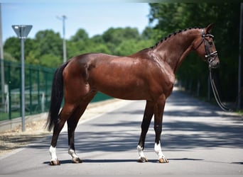 Ungarisches Sportpferd, Wallach, 8 Jahre, 170 cm, Brauner